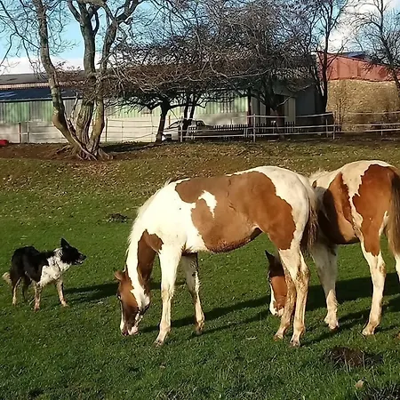 Jad Ranch *