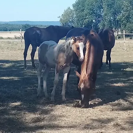Penzion Jad Ranch *